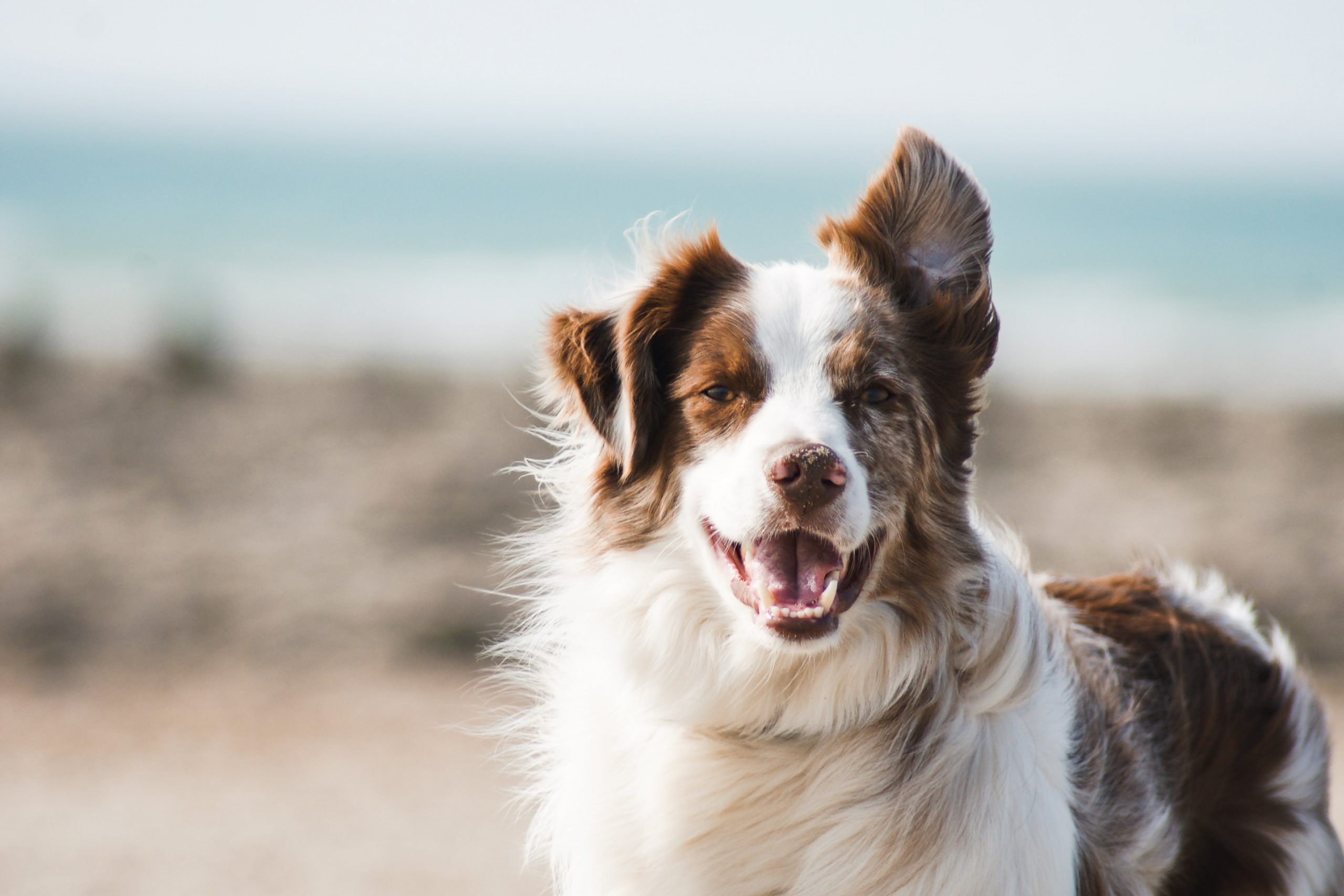 10 Fun Facts About the Beloved Border Collie
