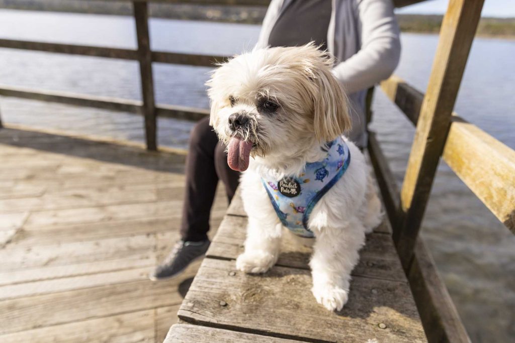 Small white dog on camping holiday with owner