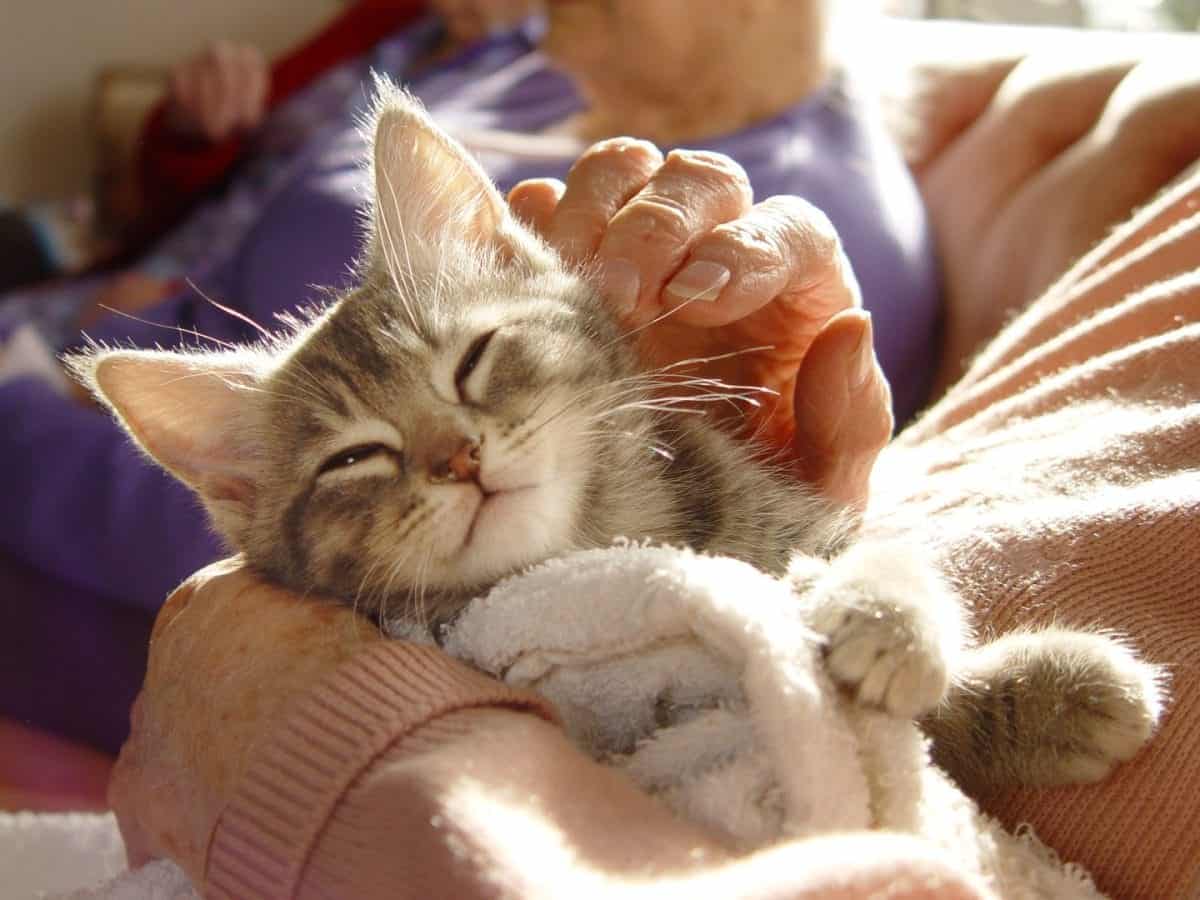kitten and owner