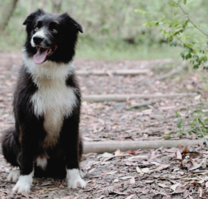 Border Collie Banjo sits for photo in park