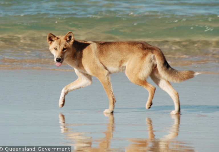 Dingo walking along beach in K'gari Island formerly known as Fraser Island