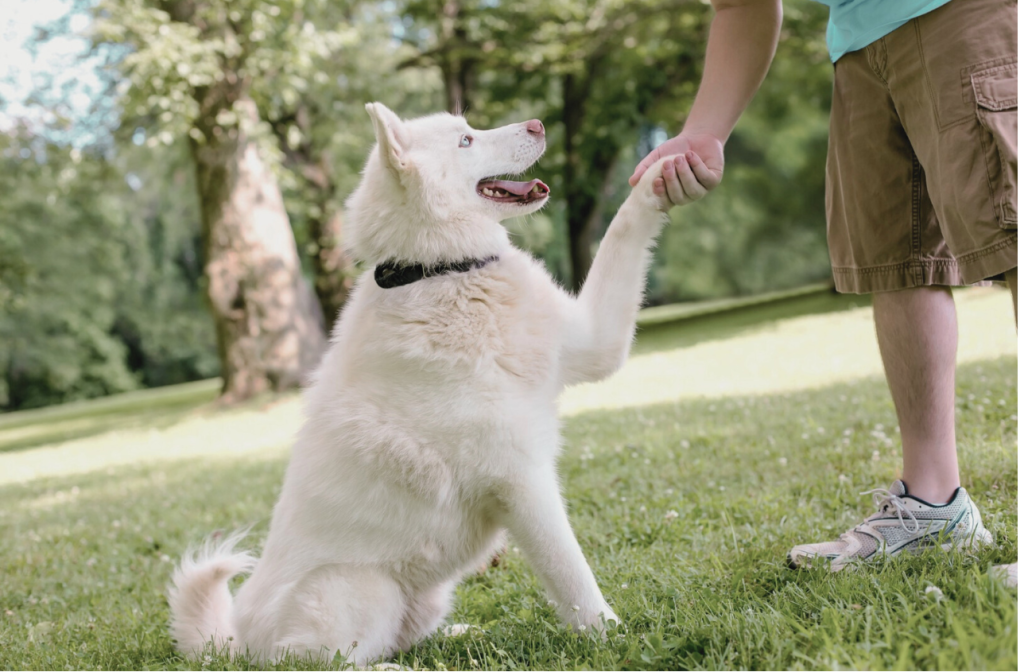 White snow dog during training shaking hand for Animal Friendly Life article on Grame Hall controversy