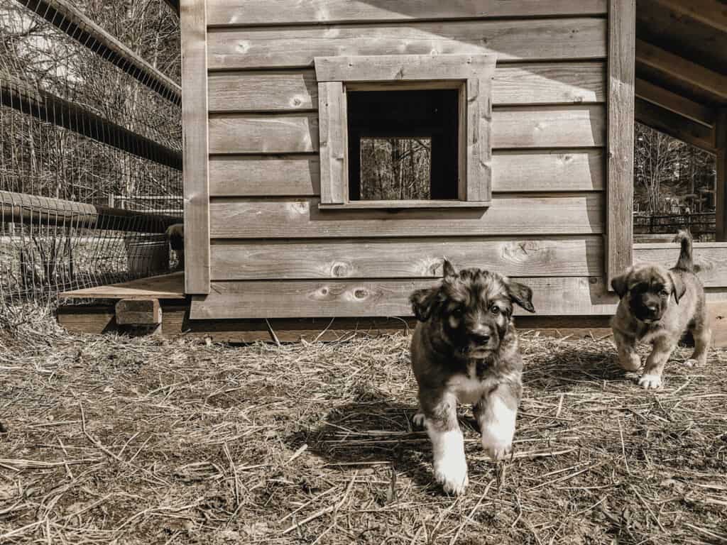 Puppy on farm. new puppy checklist Animal Friendly Life Scam Awareness Week