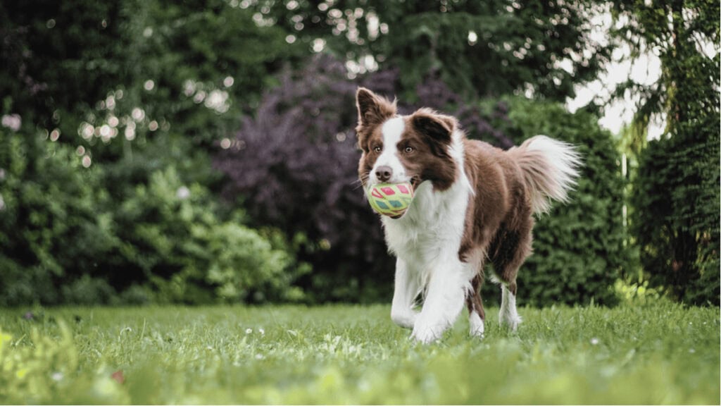 border collie running with ball