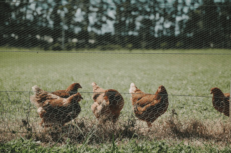 pet chickens on a farm