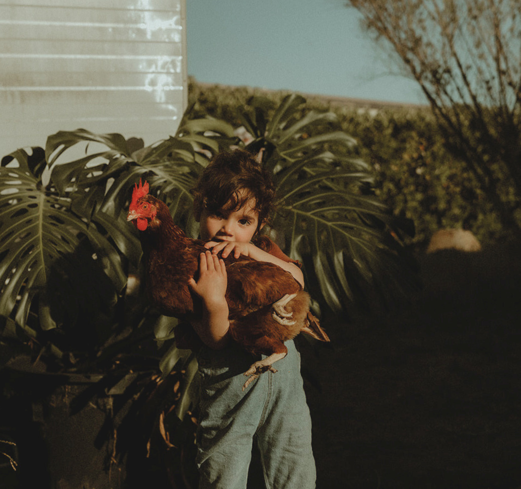 Pet chicken with young child