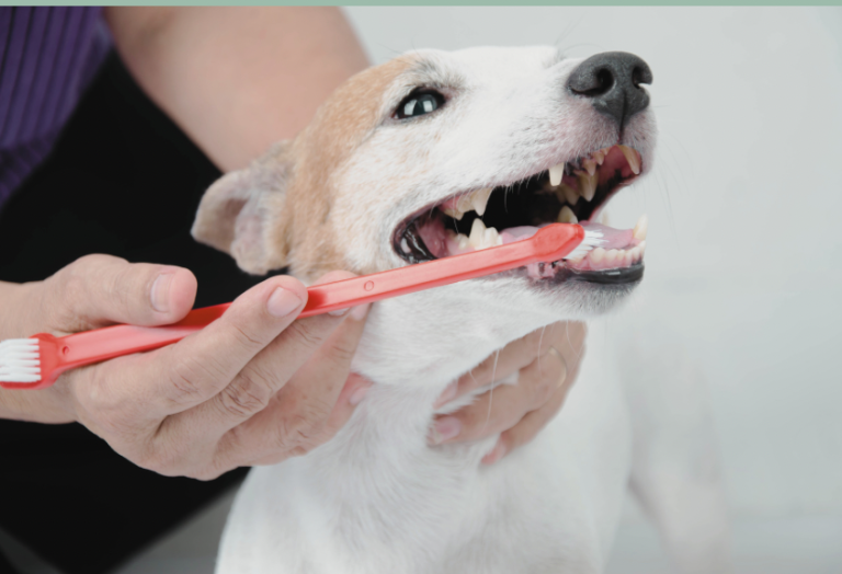 a small dog getting his teeth brushed