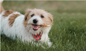 puppy dog with toothbrush for National Pet Dental Health Month