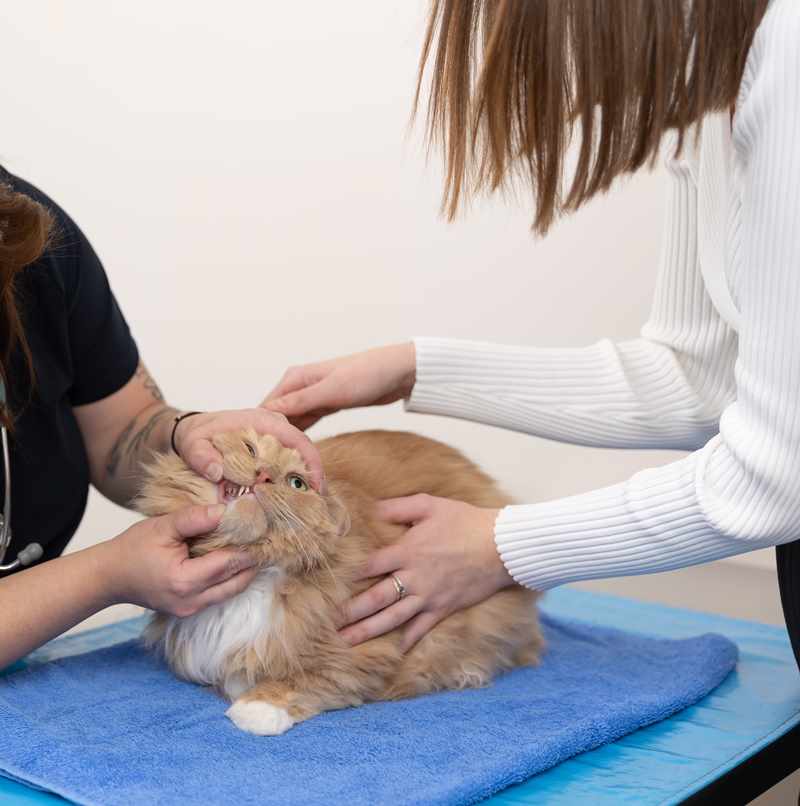 cat getting routine dental health check up at vets to prevent dental disease in cats. Animal Friendly Life National Pet Dental Health Month