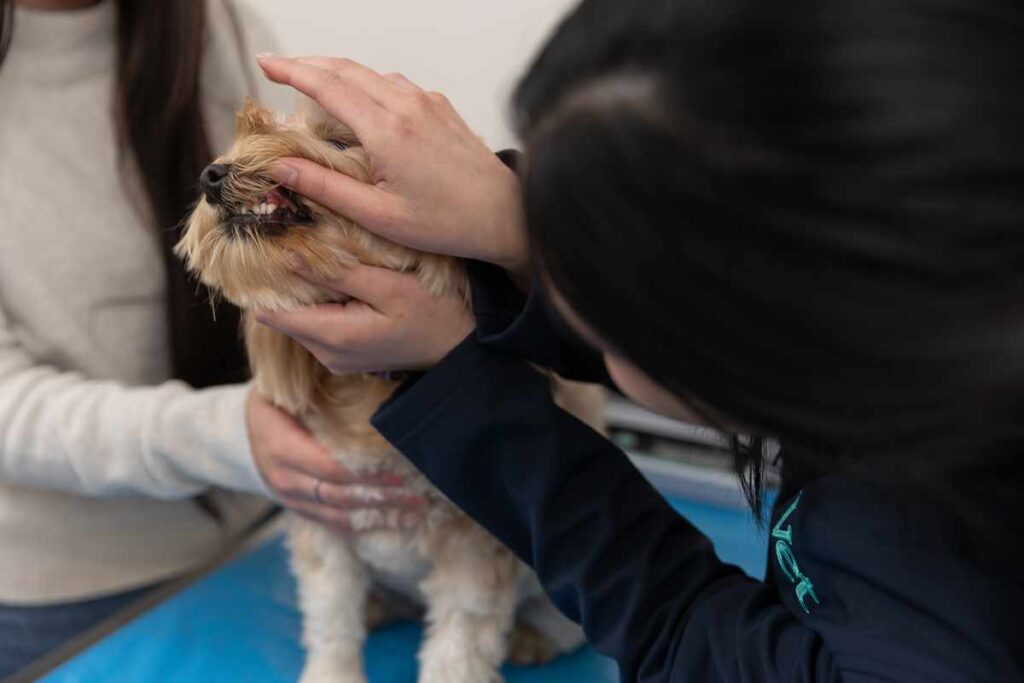 Dog at vet getting gums checked for dental disease in dogs