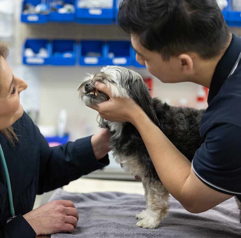 National pet dental health month dog gets checked 