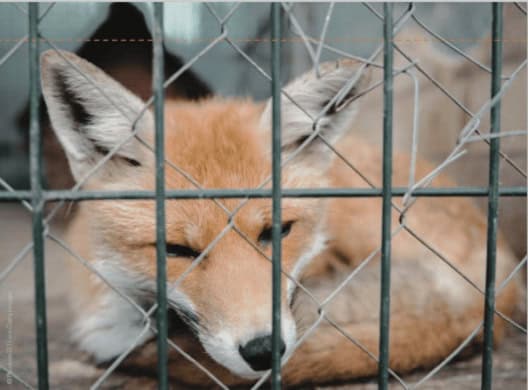 Fox on a farm used for fur