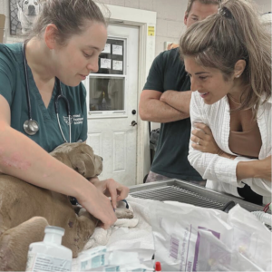 black dog injured Maui bushfires