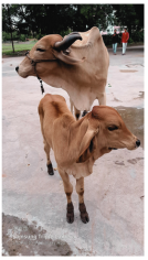 Mother cow and calf in streets for animal worship in India