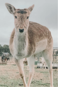 Pet deer rudie dissapeared and being investigated by NSW Police