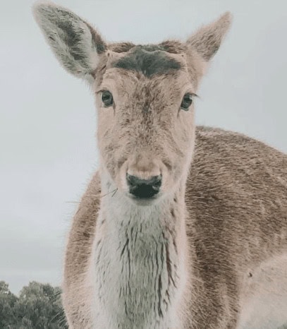 Pet deer rudie dissapeared and being investigated by NSW Police