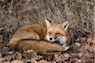 Wild-fox