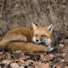Wild-fox