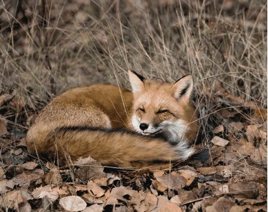 fox in wild - World Animal Protection wants more companies to turn to wildlife-friendly fashion