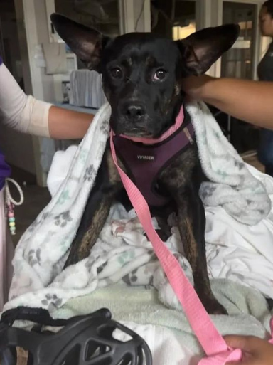 Small black dog recovering after being burnt in Maui bushfires