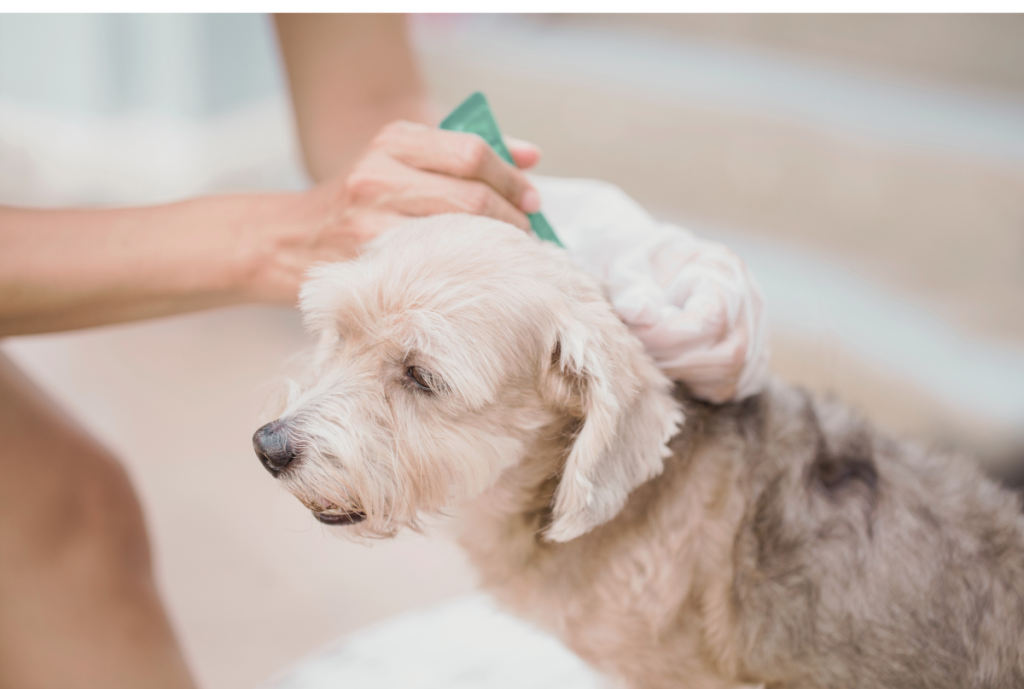 owner putting flea and tick prevention on cream dog