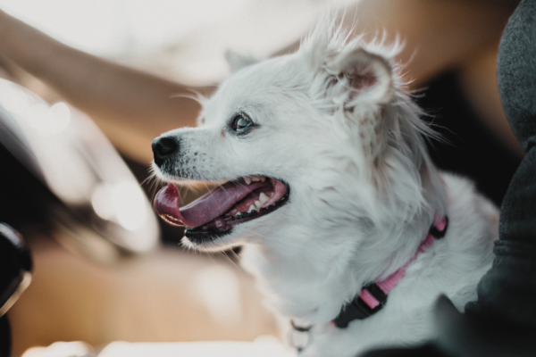 small white dog sitting on owners lap in car.