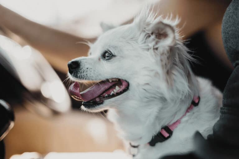 Small white dog in car. mixed breeds like this have become extremely popular small dog breeds in Australia 