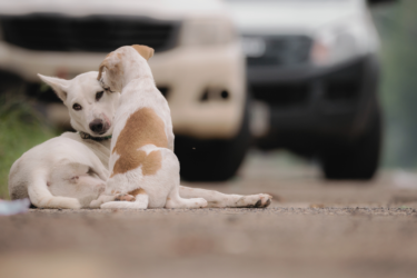 street dogs remote Australia