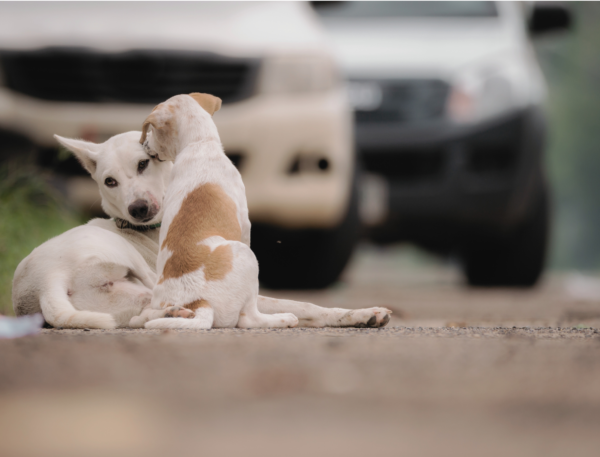 A mum street dog and her puppy grooming each other for the article on ersearch showing just how many stray animals there are and what is contributing to pet homelessness.