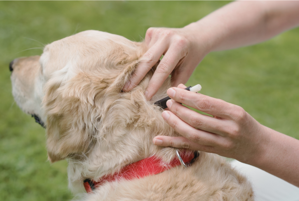 Golden retriever with red collar is getting tick prevention put on back of neck by owner. Animal Friendly Life tick prevention month