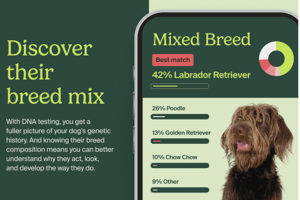 Dog DNA mixed breed result example