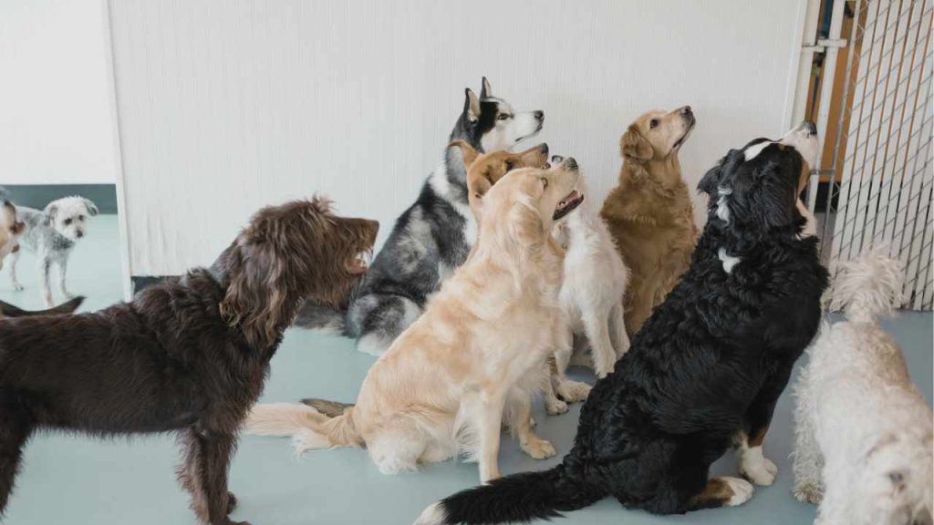 groupr of large dogs at a doggy daycare centre