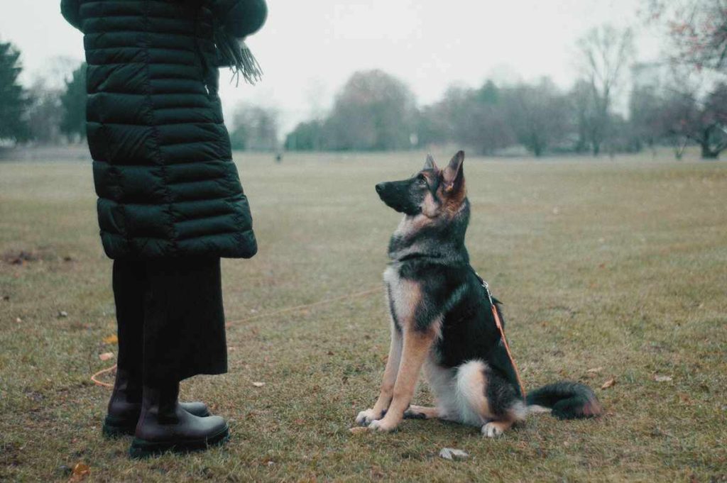 Reward based dog training on german shepherd 