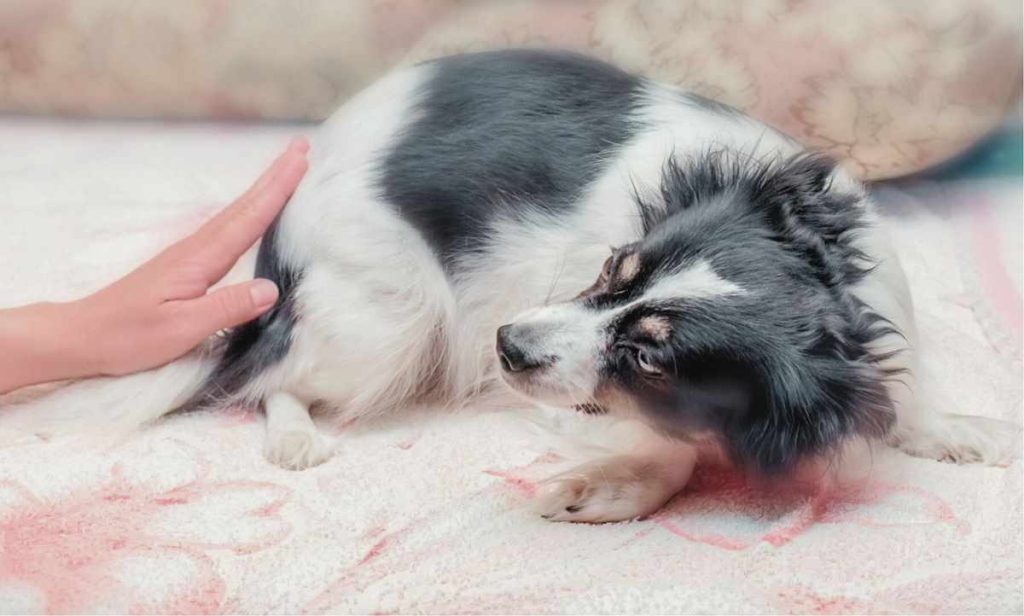 Scared dog being touched by human hand