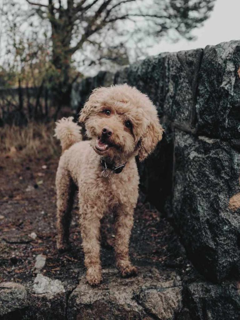 poodle on walk for pet cancer awareness month dog cancer early detection