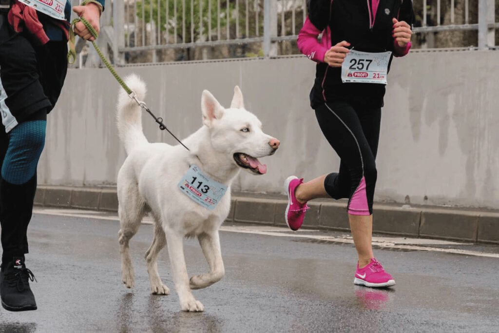 White husky running in fun run with owner events to run with your dog