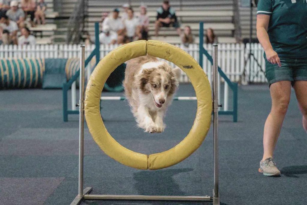 Border collie jumping through agility ring at The Pet Show