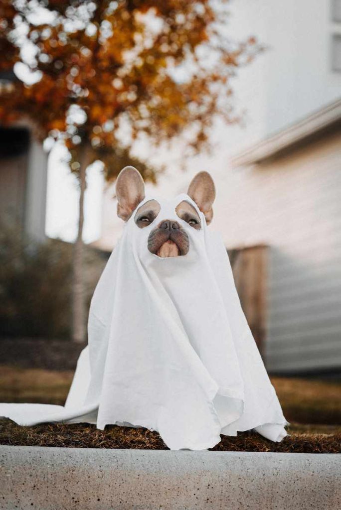 Dog in a safe costume as a ghost in a loose bed sheet for Halloween pet safety tips.