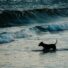 dog swimming in ocean beach