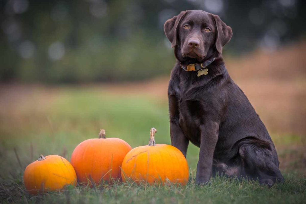 Dog with pumpkins for Halloween pet safety tips