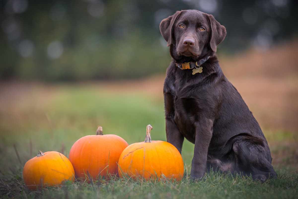 Chocolate Labrador sitting beside three pumpkins on grass.
