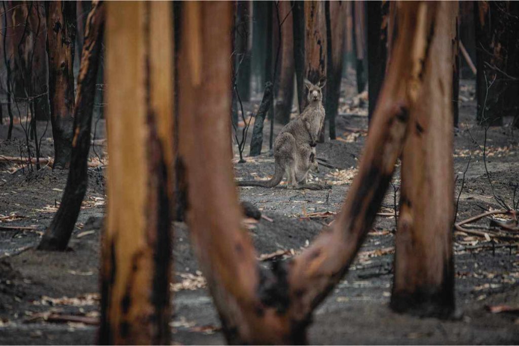 Kangaroo surrounded by burnt land for animals in bushfires.