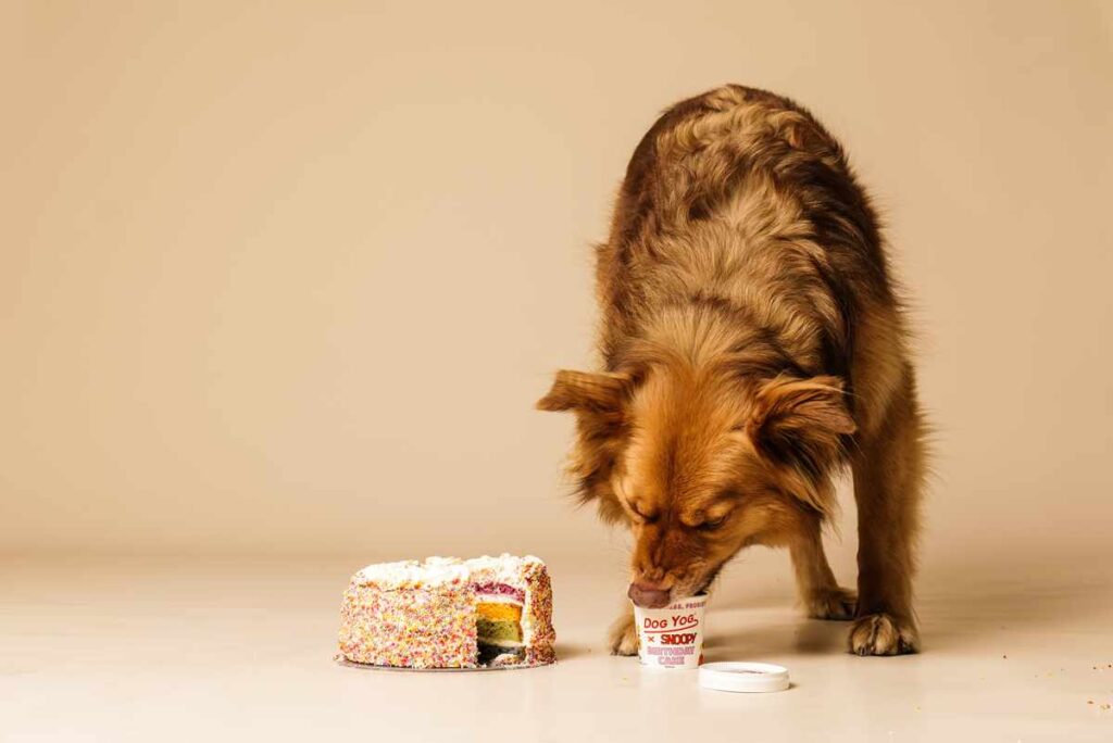 Dog enjoying Dog Yog birthday cake flavour for Australian healthy dog treats