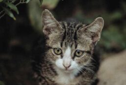 Outdoor-cats-higher-risk-of-parasites