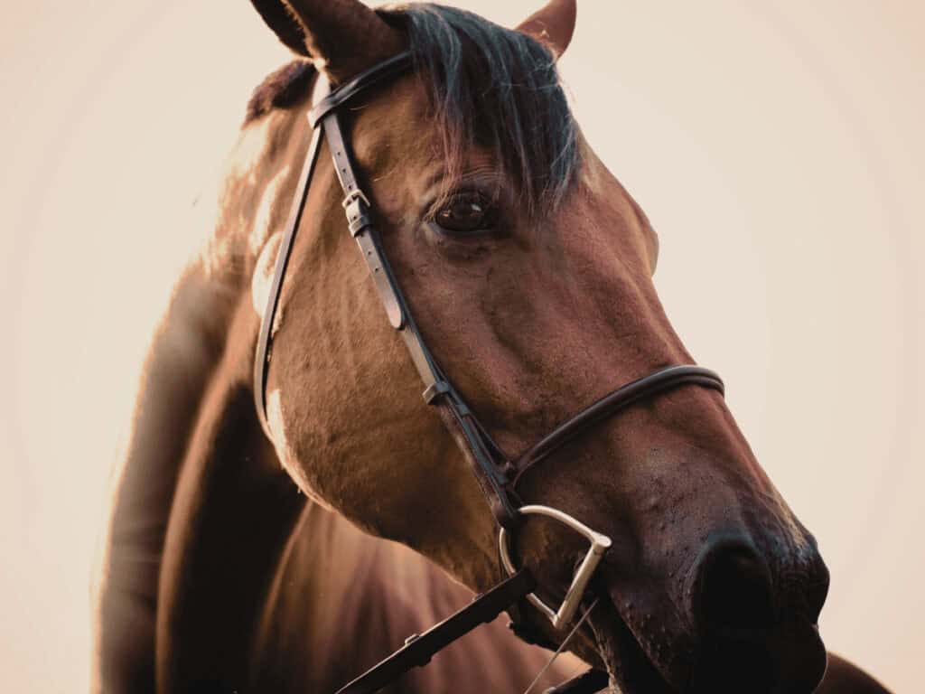 Close up potrait of brown harnesses race horse