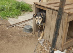 dog chained in kennel outside for woman banned from owning dogs after animal cruelty charges for Animal Friendly Life article on new animal welfare laws in Victoria