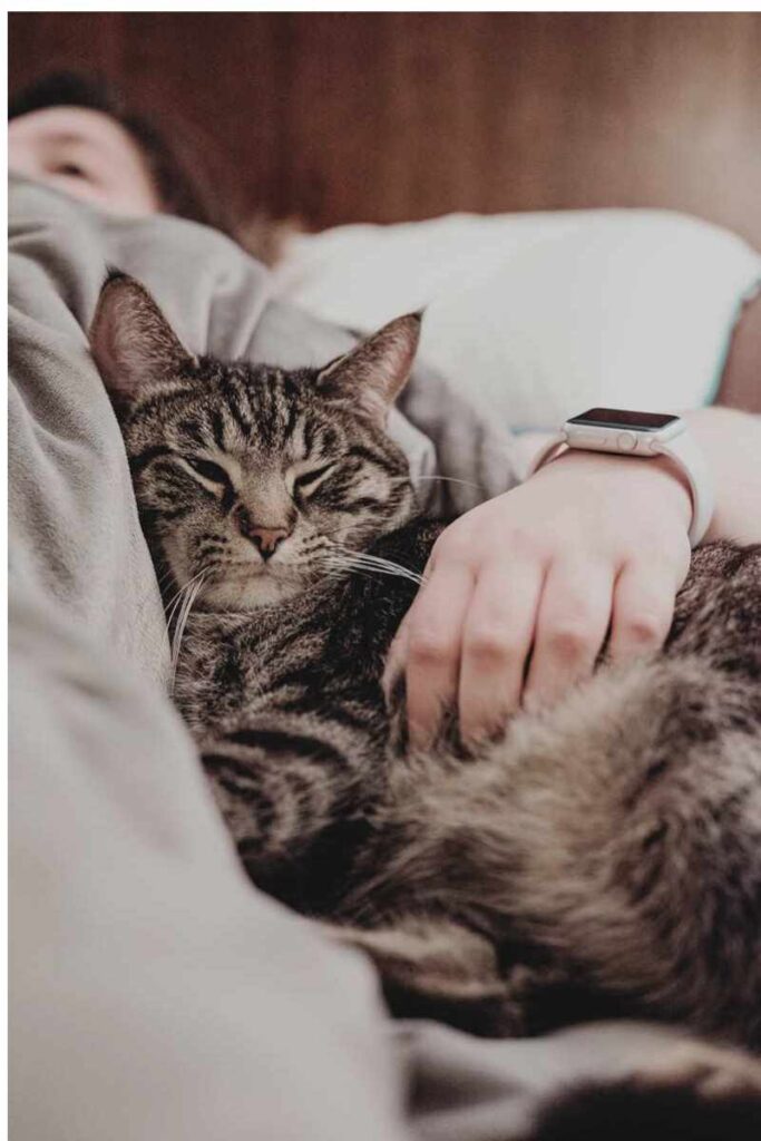 Fluffy tabby cat in bed with owner for Cat Protection Society gives essential cat care tips to avoid cat health problems.