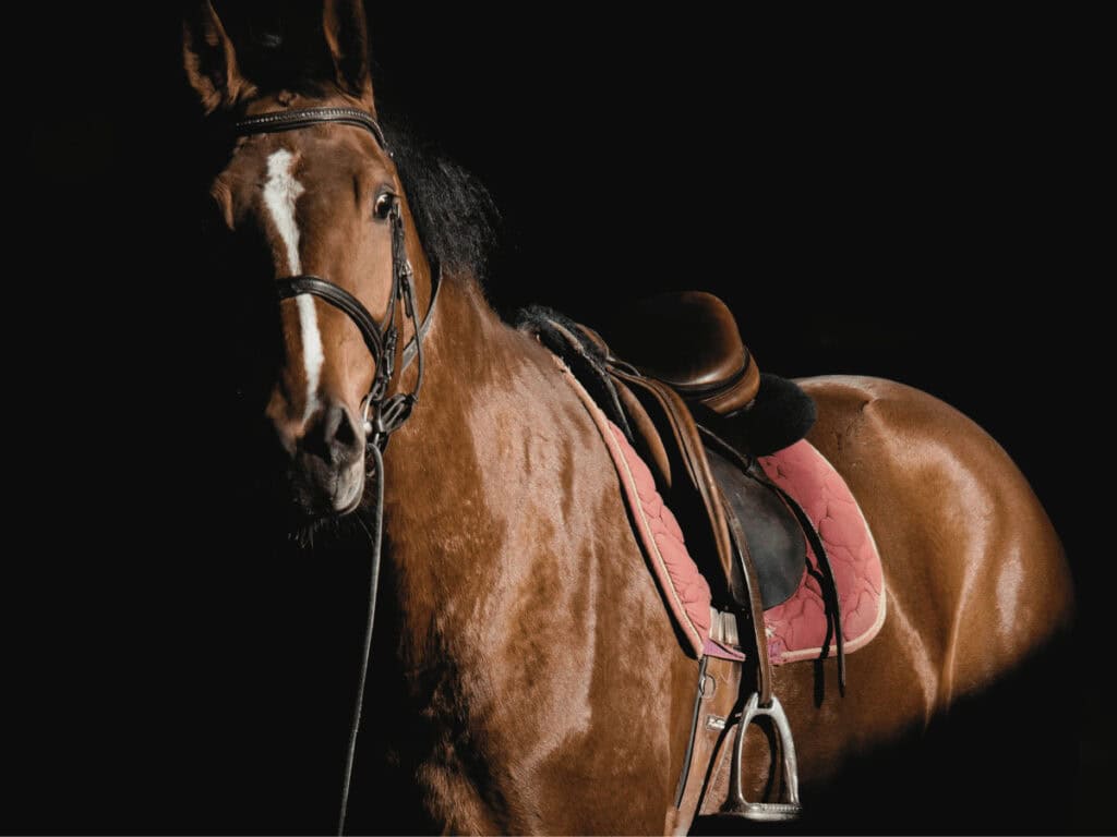 Horse with saddle for horse racing deaths and welfare concerns have led many to boycott the Melbourne Cup