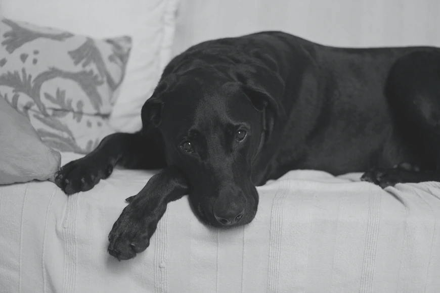 Black Labrador lying on lounge looking solemn at camera for animal friendly life article on dog emotions and understanding how human stress can effect our pet emotiona