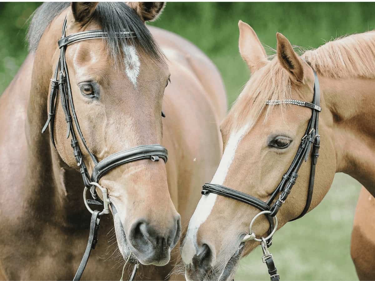 two tan horses together in paddock for horse racing deaths article